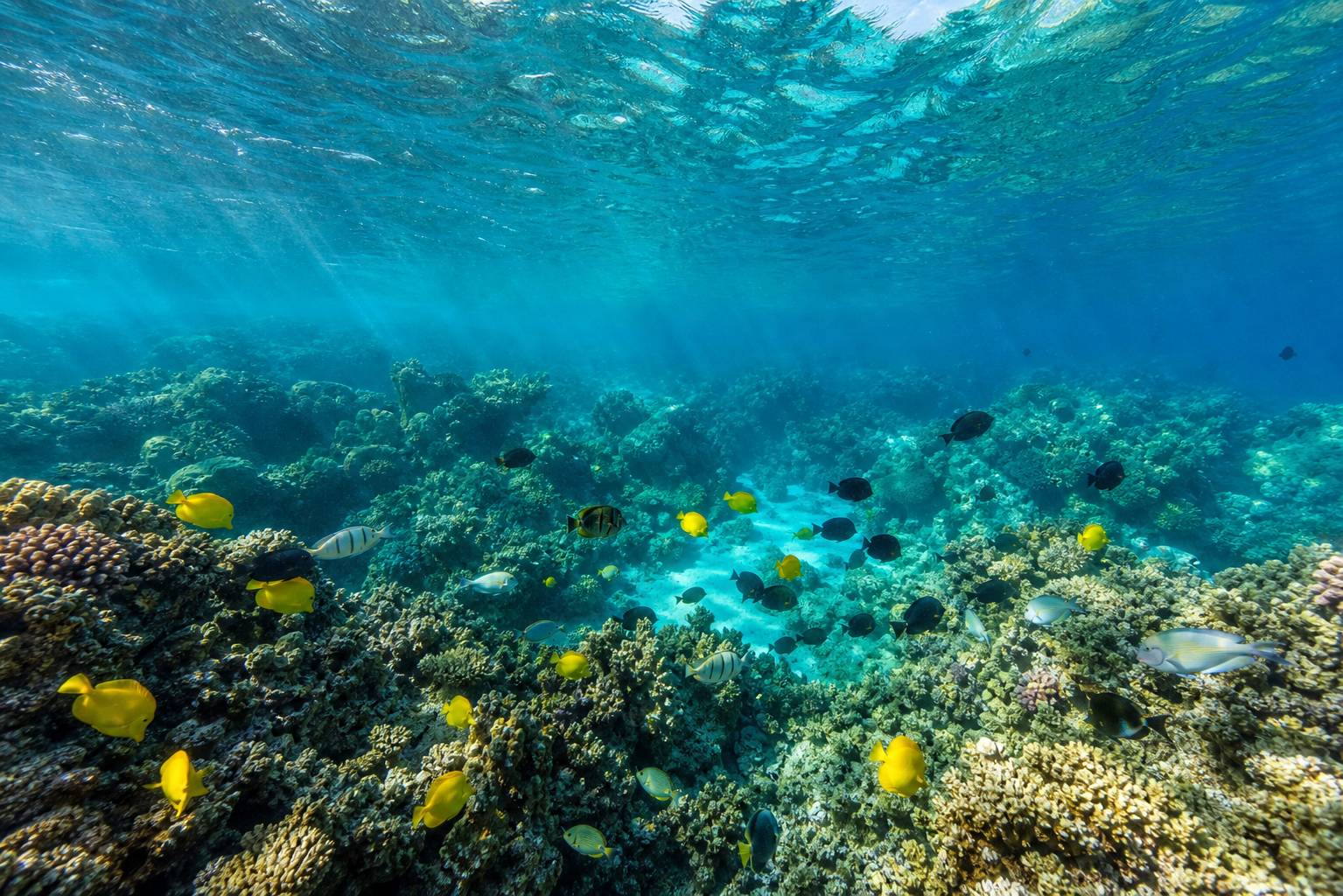 Les meilleurs spots de snorkeling à Kauai