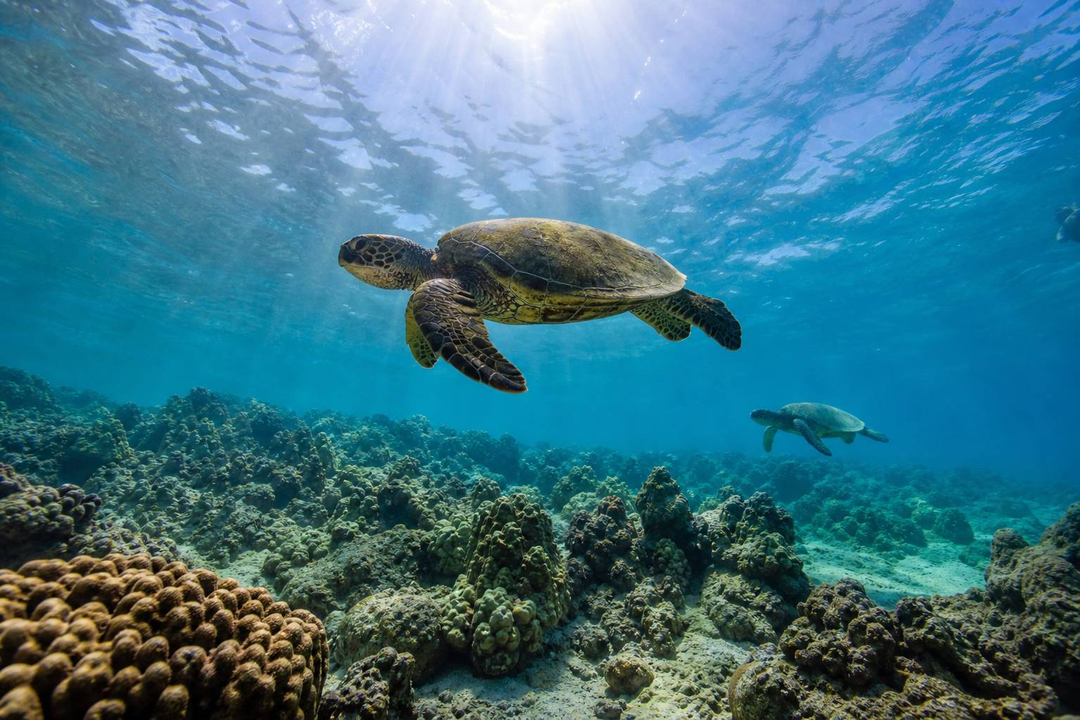 Tortue verte honu nageant dans le récif corallien d'Olowalu Beach à Maui