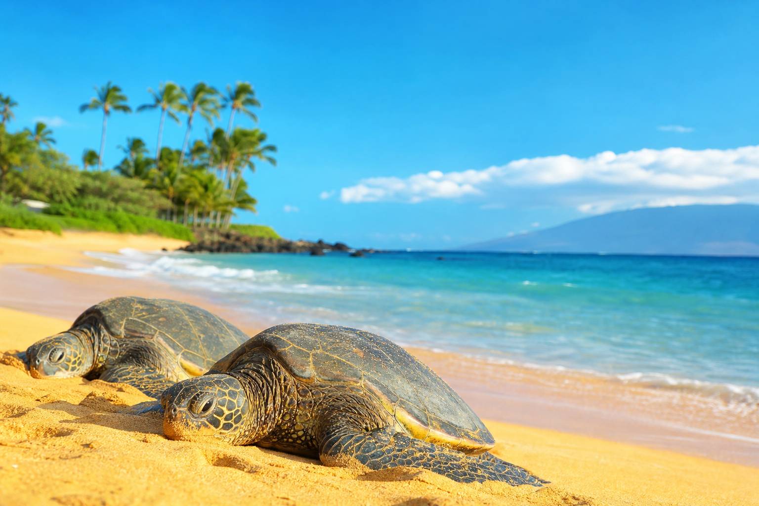Turtle Beach à Maui : où voir les tortues marines